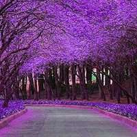 大自然微信头像图片