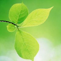 大自然微信头像图片