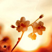 大自然微信头像图片