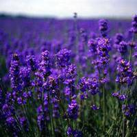 大自然风景头像