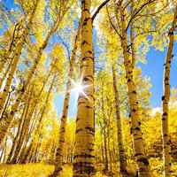 大自然风景头像