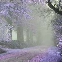 大自然风景头像