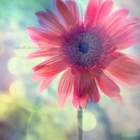 安静的头像图片唯美