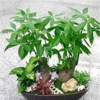 带来好运招财的微信头像