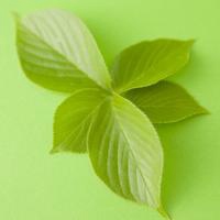 干净适合夏天的头像