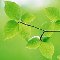 干净适合夏天的头像