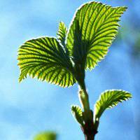 干净适合夏天的头像