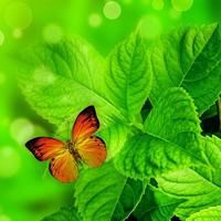 干净适合夏天的头像