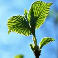 干净适合夏天的头像