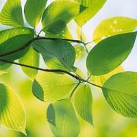 干净适合夏天的头像