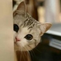 抱猫的女生头像