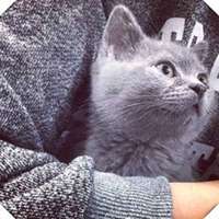 抱猫的女生头像