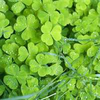 春天大自然风景头像