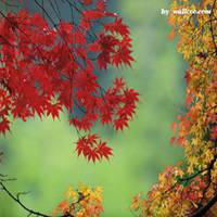 枫叶头像图片大全