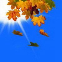 枫叶头像图片大全