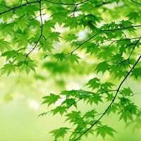 枫叶头像图片大全