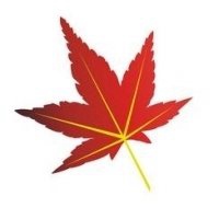 枫叶头像图片大全