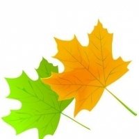 枫叶头像图片大全