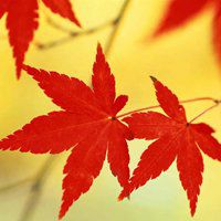 枫叶头像图片大全