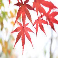 枫叶头像图片大全