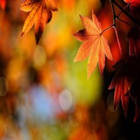 枫叶头像图片大全