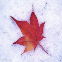 枫叶头像图片大全