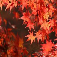 枫叶头像图片大全