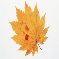 枫叶头像图片大全