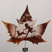 枫叶头像图片大全