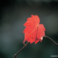 枫叶头像图片大全