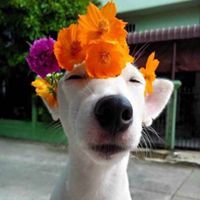 狗狗叼花情侣头像