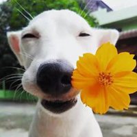 狗狗叼花情侣头像