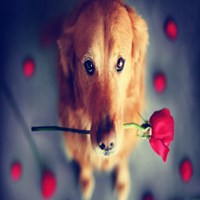 狗狗叼花情侣头像