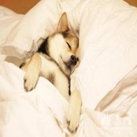 狗狗睡觉头像
