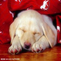 狗狗睡觉头像