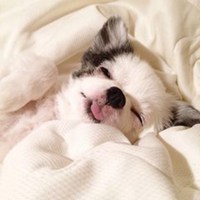 狗狗睡觉头像