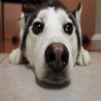狗鼻子头像