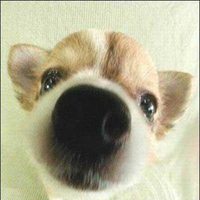 狗鼻子头像