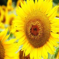 积极头像图片大全