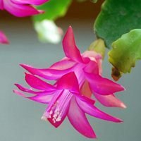 红花绿叶头像图片