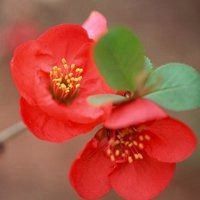 红花绿叶头像图片