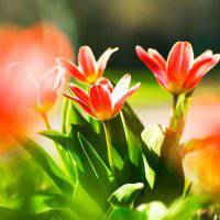 红花绿叶头像图片