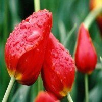 红花绿叶头像图片