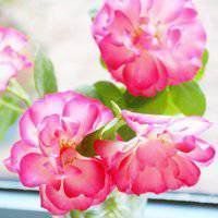 红花绿叶头像图片