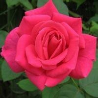 红花绿叶头像图片