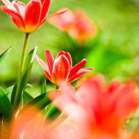 红花绿叶头像图片