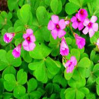 红花绿叶头像图片