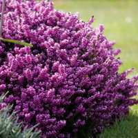 红花绿叶头像图片