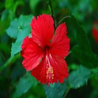 红花绿叶头像图片