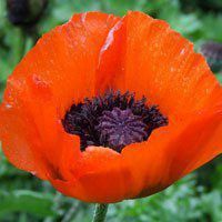 红花绿叶头像图片